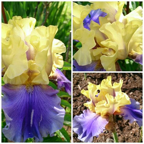 Time To Spare Iris Germanica Edith Wolford