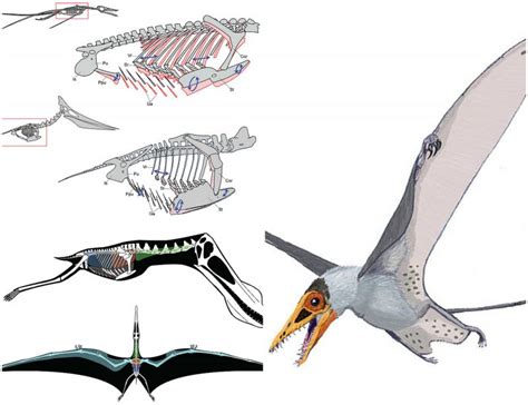 Discovered 200 Million Year Old Skull Of A New Species Of Pterosaur Is