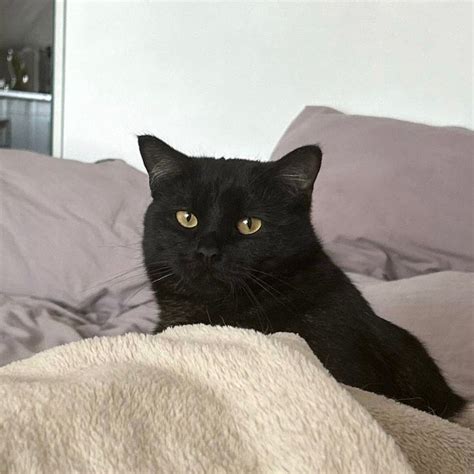 Создать мем "кошки темного цвета, кот блэки, котик черный" - Картинки ...