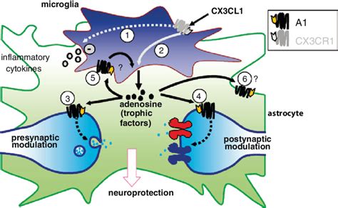 2 Adenosine Receptor 1 A1 Involvement In Cx3cl1 Actions On Neurons Download Scientific