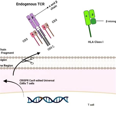 Elucidation Of Crispr Cas9 Application In Novel Cellular Immunotherapy