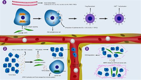 Focal adhesion signaling. (1) ECM and CAFs activating focal FAK in ...