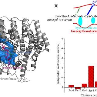 A Modeled Binding Mode Of Chimera Peptide Substrate To The Active