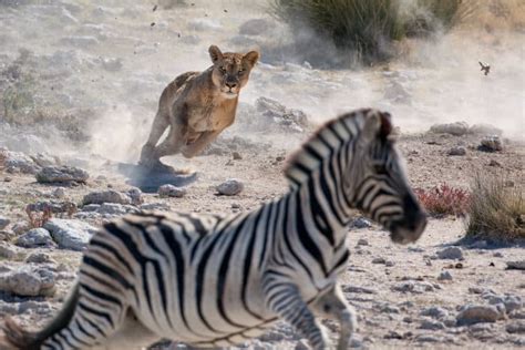 How Fast Can a Zebra Run? The Complete Story About Its Speed