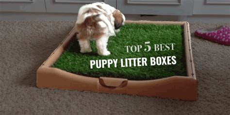 Top 5 Best Puppy Litter Boxes — Grass Boxes, Pee Pads & More!