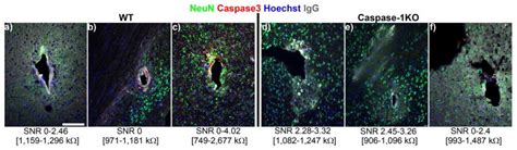 Effects Of Caspase Knockout On Chronic Neural Recording Quality And