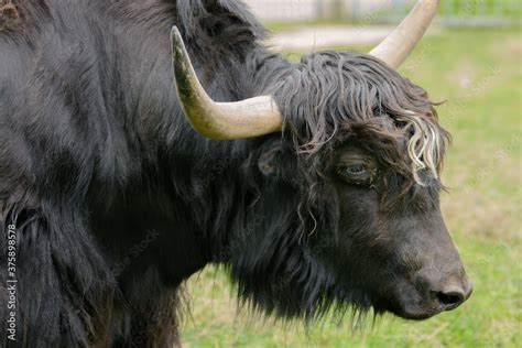 Yak at the zoo. The yak is eating grass. Stock Photo | Adobe Stock