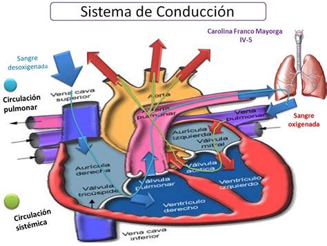 Fisiología Humana Carolina Franco Mayorga Sistema de Conducción