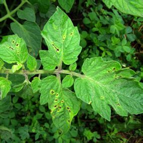 Bacterial Spot of Tomato | Plant Disease Diagnostics Clinic