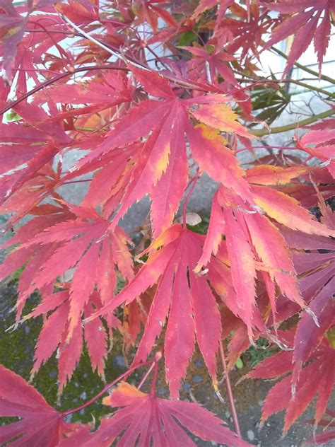 Buy Acer Palmatum Fascination Japanese Maple — Mr Maple │ Buy Japanese Maple Trees