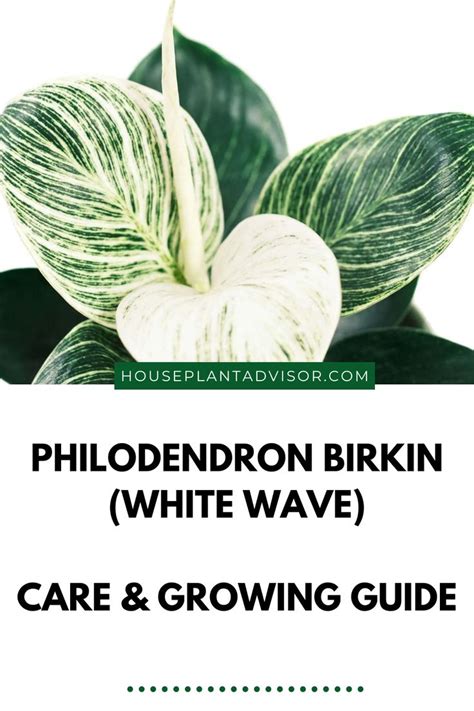 Philodendron Birkin White Wave Care Growing Guide Philodendron