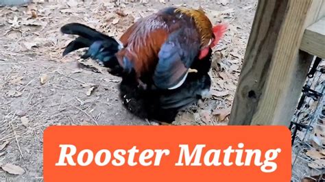 Rooster Mating Matingdance Mating Farmstead Chickens YouTube