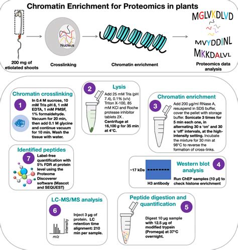 Schematic Outline Of The Chromatin Enrichment For Proteomics In Plants