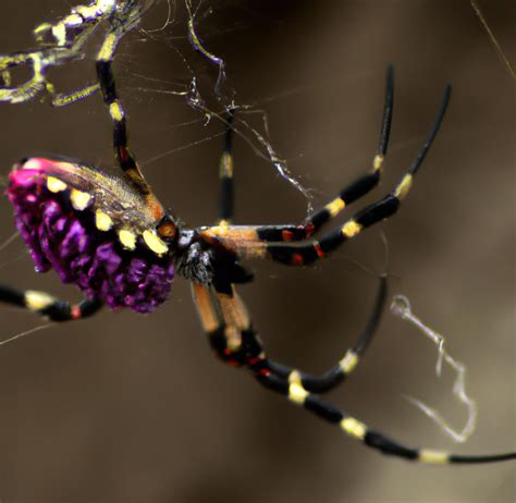 Una nueva especie de araña descubierta en el oeste de la India