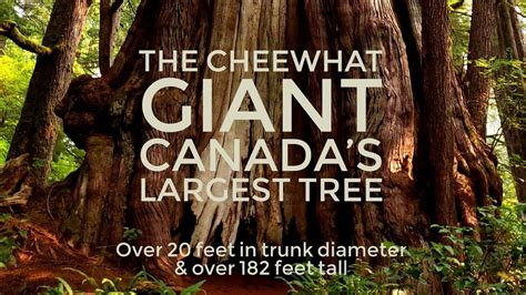 Canada S Largest Tree The Cheewhat Giant Youtube