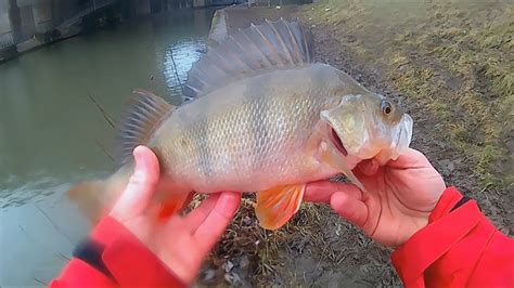 Pêche du carnassier en Normandie YouTube