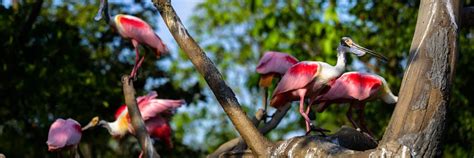 Bird Paradise Go City®