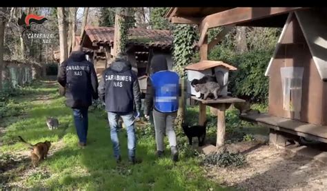 Controlli Dei Nas In Diversi Canili E Gattili Sequestri E Denunce A