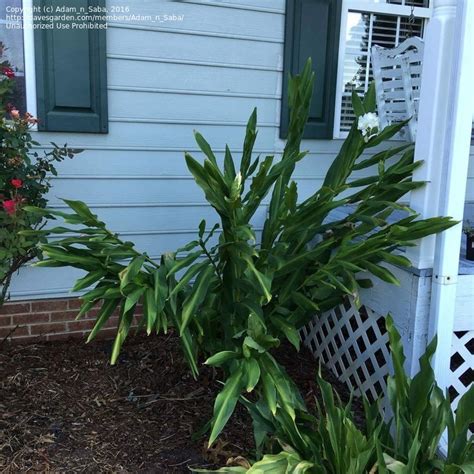 Plantfiles Pictures White Ginger Garland Lily Butterfly Ginger