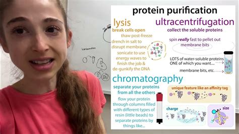 Overview Of A Typical Recombinant Protein Expression And Purification