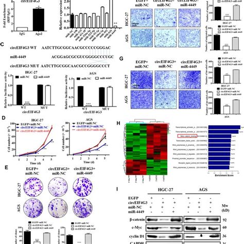 Circeif G Functions As A Mir Sponge A Rip Assay Was Applied