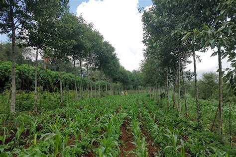 Curso Sistemas Agroforestales