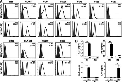 Characterization Of M Gm Csf And M M Csf Macrophages A