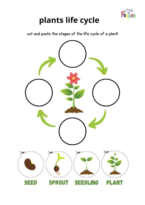 Pin By Ana Jiménez On Plants Plant Life Cycle Worksheet Plants Life Cycle Activities Plant