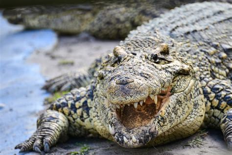 Invasive Species: Nile Crocodile - Captain Mitch's * Everglades Airboat