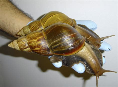 Giant African Land Snail Spotted In Texas Cbs News