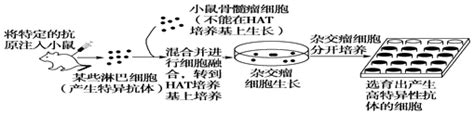 题目 如图是单克隆抗体制备流程阶段示意图． 1技术是制备单克隆抗体技术的基础．2培养杂交瘤细胞的培养液除含有水分无机盐糖类