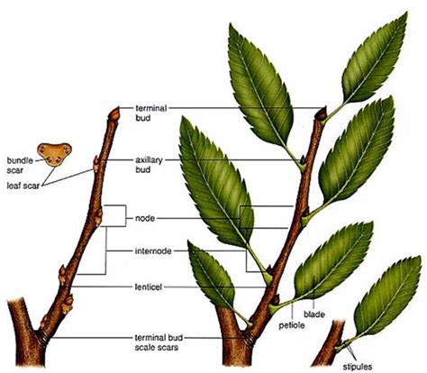 Plant Life Stems