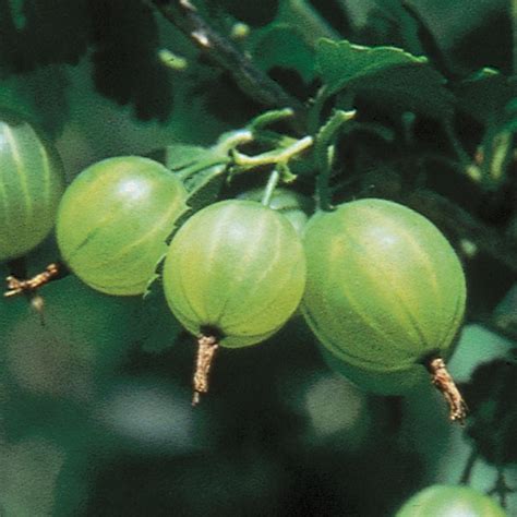 Pixwell Gooseberry Gooseberry Plants Stark Bros