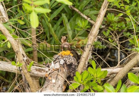 Mangrove Biome Often Called Mangrove Forest Stock Photo 2240817537 | Shutterstock