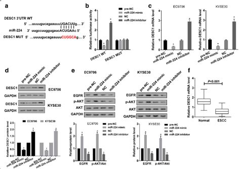 Mir 224 Targetedly Regulated Desc1 Expression A Online Bioinformatics