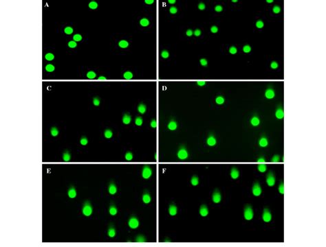 Images Showing Dna Damage Using Comet Assay At Various Dose Groups A