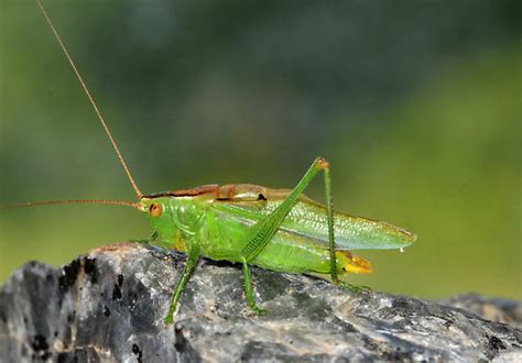 Gladiator Meadow Katydid In New Brunswick Orchelimum Gladiator