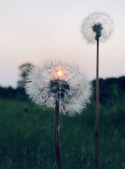 Sunset sunset behind a dandelion | Smithsonian Photo Contest ...