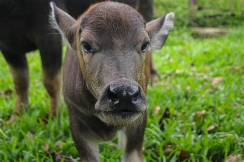 Cute Baby Buffalo in Farm,Cute Animal. Farmer`s Friend Stock Image - Image of meadow, baby ...