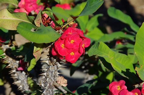 How To Grow And Care For A Crown Of Thorns Plant