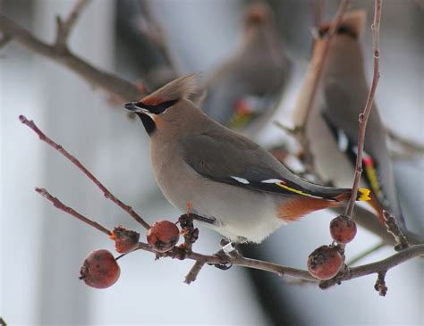 Bohemian Waxwing Bird Tree · Free Photo On Pixabay