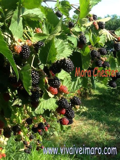 Blackberries Growing On The Vine In An Orchard