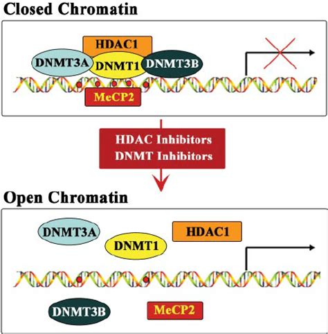 Hypothetical Model For Promoter Activation By HDAC And DNMT Inhibitors