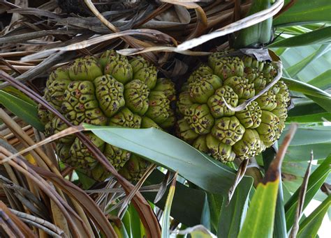 Pandanus Aquarium And Pond Plants Of The World E3