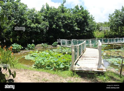 Punta Gorda Belize July 23 2016 White Painted Bridge Footpath Over