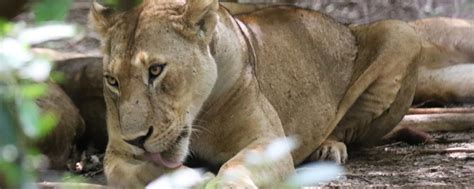 The Lions In The Lake Manyara National Park Exploring Africa