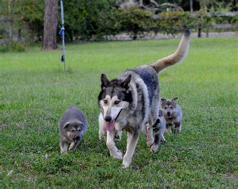 WOLFDOG PUPPY LOVE - WOLFDOG WOLF HYBRID PUPPIES FOR SALE IN FLORIDA