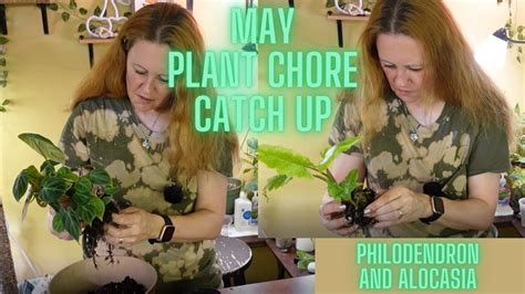 Catching Up On Plant Chores Repotting Alocasia And Philodendron Youtube