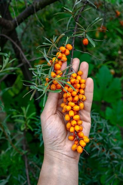 Bayas Maduras Ecol Gicas De Espino Amarillo En Una Rama Sostiene La