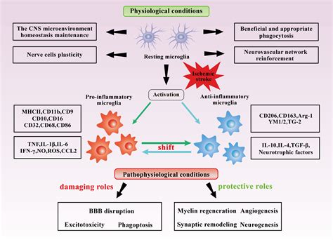 Frontiers Microglia Autophagy In Ischemic Stroke A Double Edged Sword